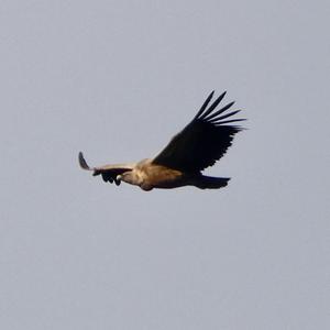 Griffon Vulture