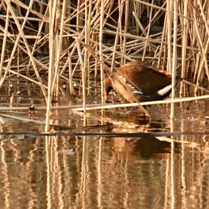 Common Moorhen