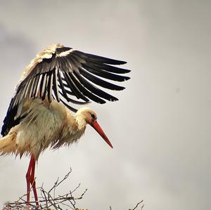 White Stork