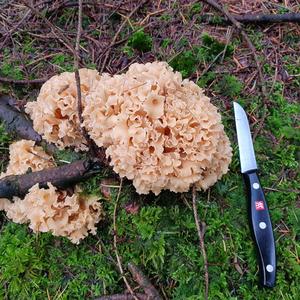 Eastern Cauliflower Mushroom