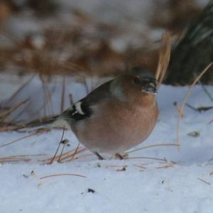 Eurasian Chaffinch