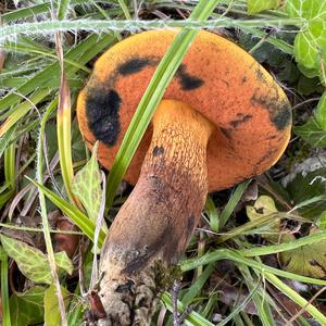 Lurid Bolete