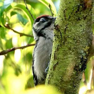 Great Spotted Woodpecker