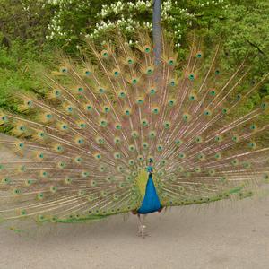 Indian Peafowl