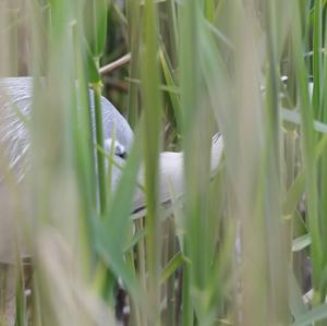 Grey Heron