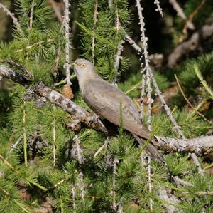 Common Cuckoo