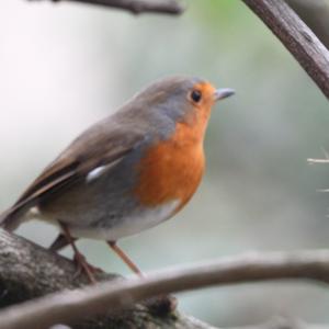 European Robin