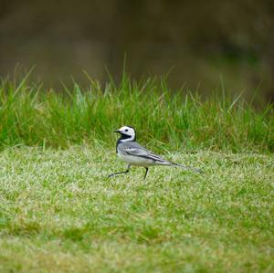 White Wagtail