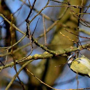 Blue Tit