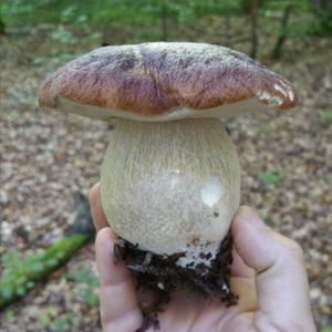 King Bolete