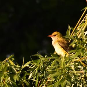 Eurasian Golden Oriole