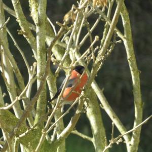 Eurasian Bullfinch