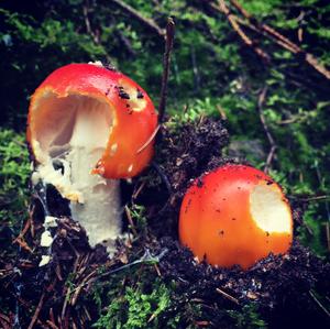 Fly Agaric