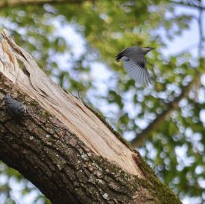 Wood Nuthatch