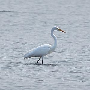 Great Egret