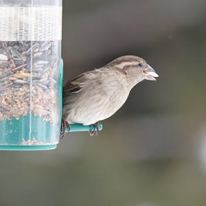 Eurasian Jay