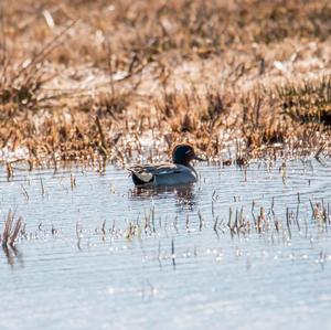 Common Teal