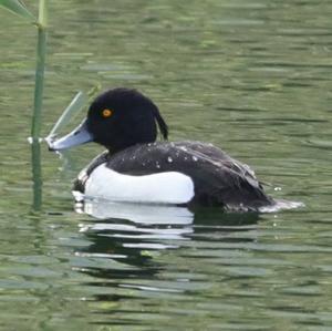 Tufted Duck