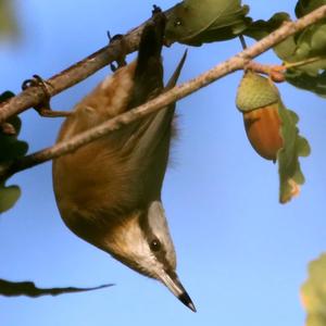 Wood Nuthatch