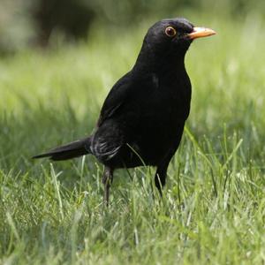 Eurasian Blackbird