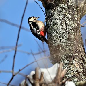 Great Spotted Woodpecker