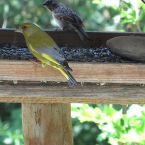 European Greenfinch