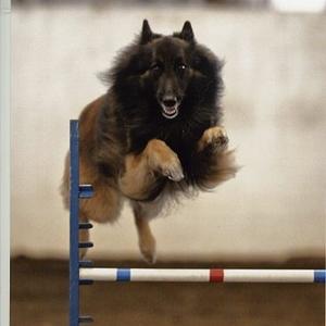 Belgian Tervuren