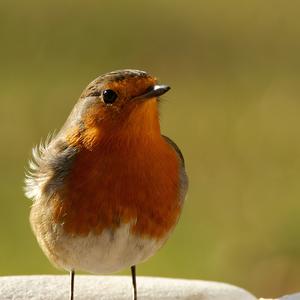 European Robin