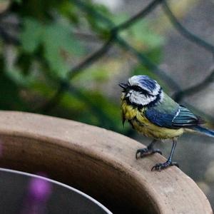 Blue Tit