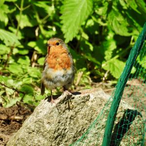 European Robin