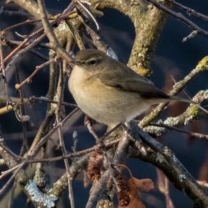 Common Chiffchaff