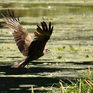 Western Marsh-harrier