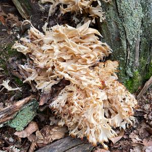 Rooting Cauliflower Mushroom