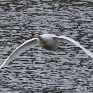 Mute Swan