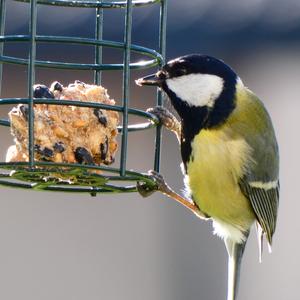 Great Tit