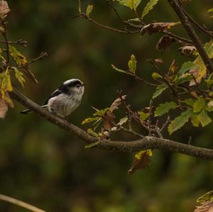 Long-tailed Tit