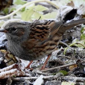 Hedge Accentor