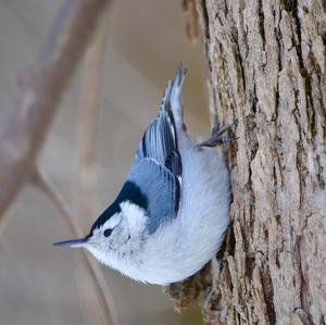 White-breasted Nuthatch