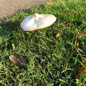 Deadly Lepiota