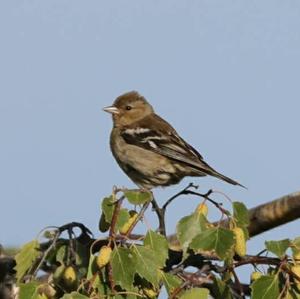 Eurasian Chaffinch