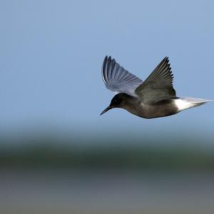 Black Tern