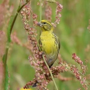 European Serin