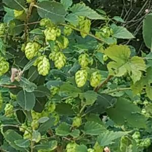 Hopfen (Echter)