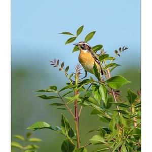 Whinchat