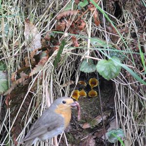 European Robin