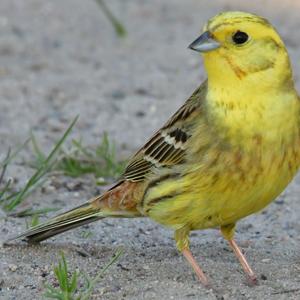 Yellowhammer