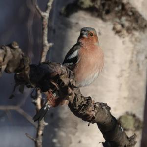 Eurasian Chaffinch