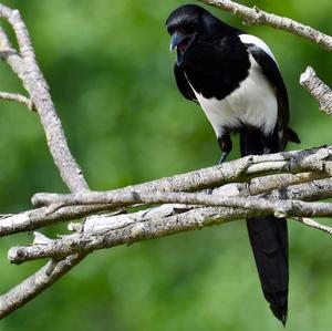 Black-billed Magpie