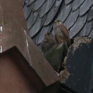 Common Kestrel