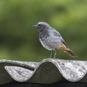 Black Redstart